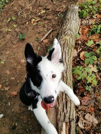 High angle portrait of a dog