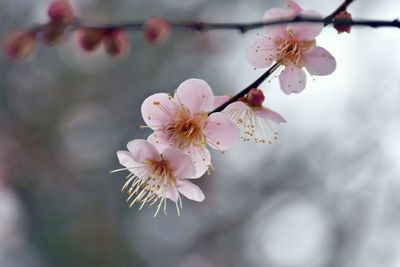 Close-up of cherry blossoms in spring