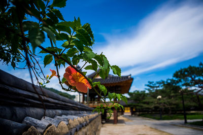 Red flowering plant against sky