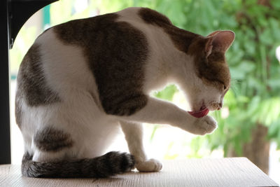 Close-up of a cat looking away