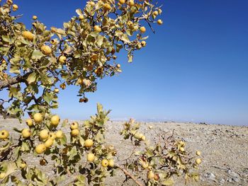 Scenic view of flowering plants against clear sky