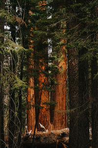 View of trees in forest