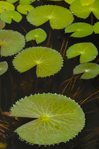 Close-up of lotus water lily