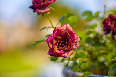 Close-up of red rose on plant