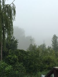 Trees in forest against sky