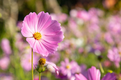 Close-up of pink cosmos flower