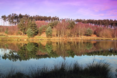 Reflection of trees in water