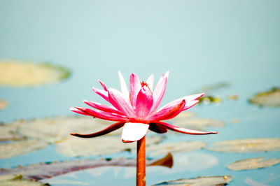 Close-up of pink water lily in lake