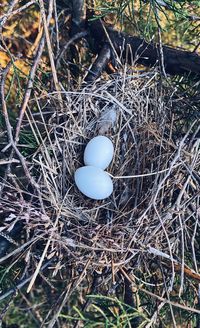 High angle view of bird nest on field