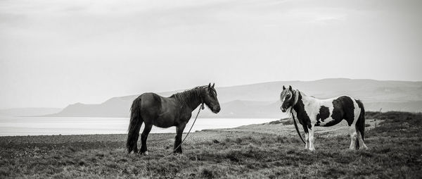 View of a horse on field