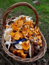 High angle view of mushrooms in basket