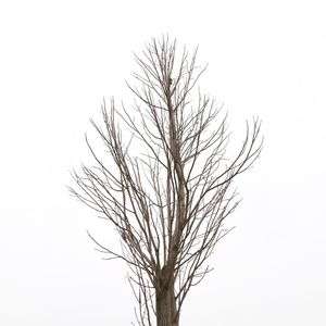 Bare tree against clear sky