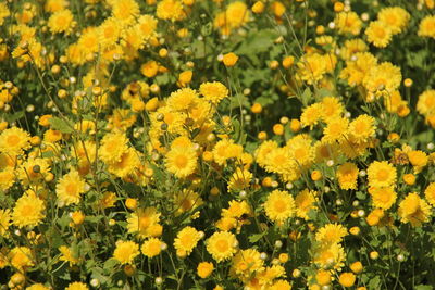 Close-up of fresh yellow flowers in field