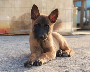 Portrait of dog sitting on footpath