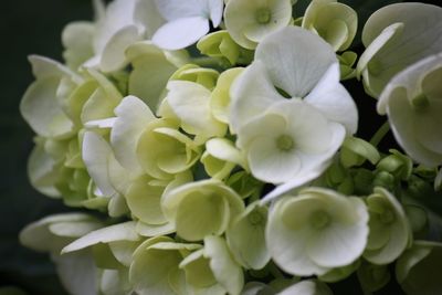 Close-up of white flowers