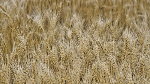 Full frame shot of wheat field