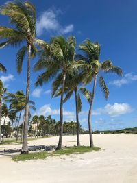 Palm trees on beach against sky