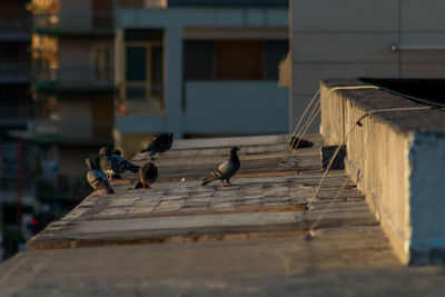 Birds perching on pier against building