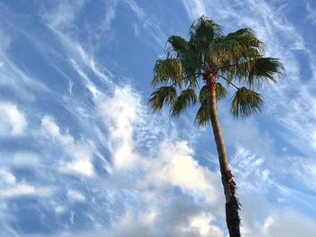 Low angle view of palm tree against blue sky