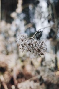 Close-up of wilted plant