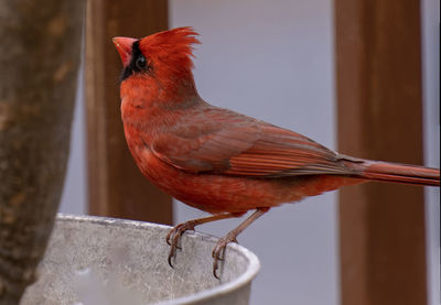 A male northern cardinal perches in a flower pot
