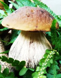 Close-up of mushroom growing outdoors