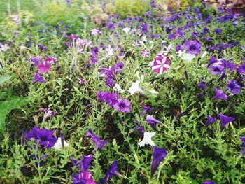 Close-up of purple flowers blooming in field