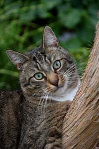Close-up portrait of cat