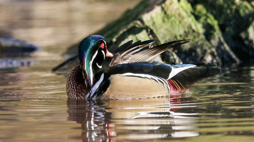 Male wood duck