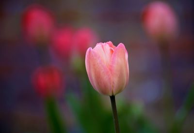 Close-up of pink tulip