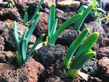 Close-up of plants growing on field