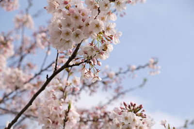 Low angle view of cherry blossom against sky