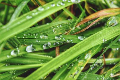 Close-up of wet grass