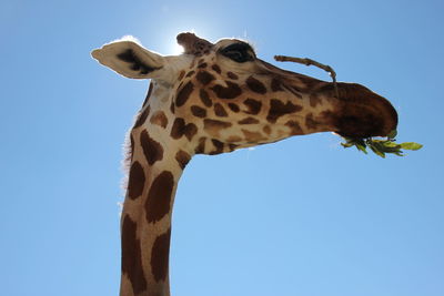 Low angle view of giraffe eating plant against clear sky on sunny day