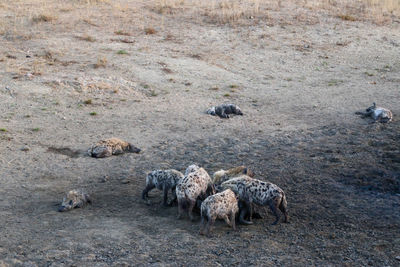 High angle view of animals on land