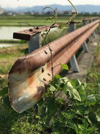 Close-up of plant hanging on field