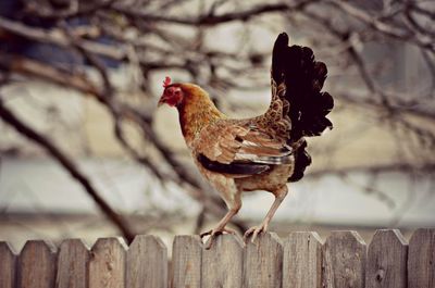 Hen on wooden fence