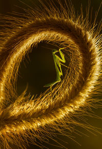 Mantish on ilalang grass