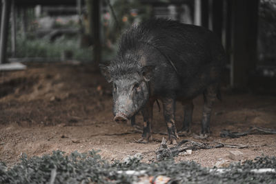 View of boar on field