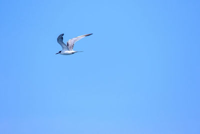 Low angle view of seagull flying