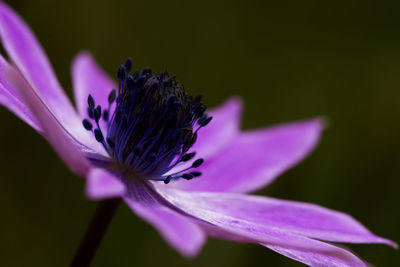 Close-up of insect on purple flower