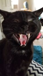 Close-up of cat yawning