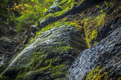 Low angle view of waterfall in forest