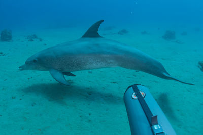 View of fish in sea