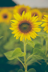 Close-up of yellow flowering plant