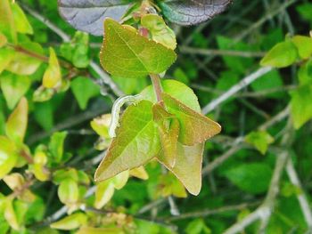 Close-up of leaves