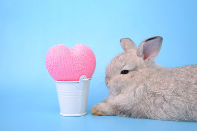 Close-up of a rabbit over white background