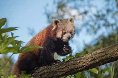 Low angle view of red panda on tree