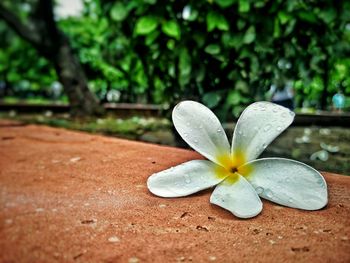 Close-up of frangipani on water