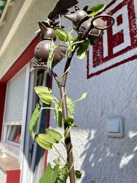 Close-up of plant against building